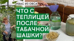ВЛОГ: ЧТО С ТЕПЛИЦЕЙ ПОСЛЕ ТАБАЧНОЙ ШАШКИ? / Делаем полезный овсяной квас / Загородная жизнь на юге