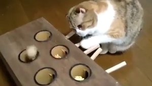 Как поймать мышь