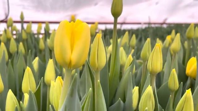 Желтый тюльпан, сорт Novi Sun смотреть онлайн