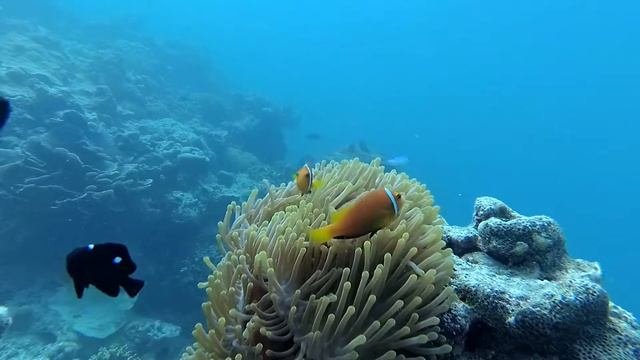 Рыба-клоун и актиния Clownfish Anemonefish