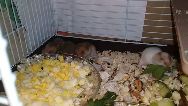 Сирийские хомячки малыши в 15 дней / Syrian Hamster Babies Playing Day 15