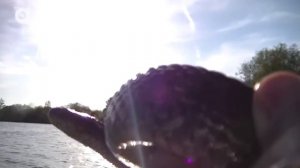 ОСТРОВ ВОДЯНЫХ ЗМЕЙ / Койот Питерсон на русском