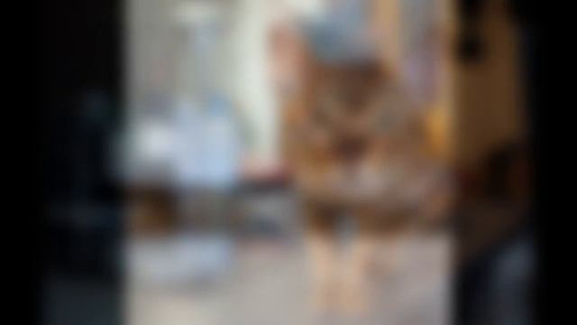 порода тойгер смотреть онлайн