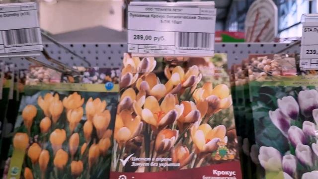 ОРХИДЕИ БАБОЧКИ И ДРАКУЛА В ПРОДАЖЕ! смотреть онлайн