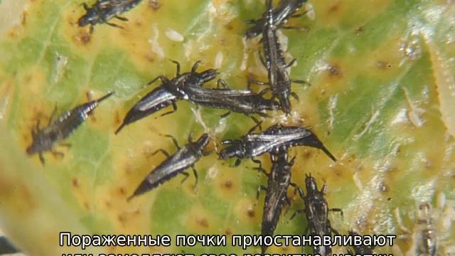 Трипсы на розах смотреть онлайн