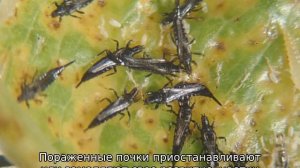 Трипсы на розах