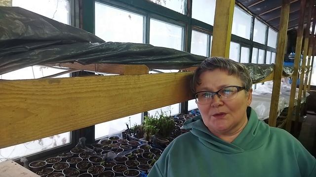 Размножение малины корнем. Закладываю корни в ящики. Пригород Воронежа. смотреть онлайн