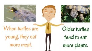 Turtle Facts for Kids