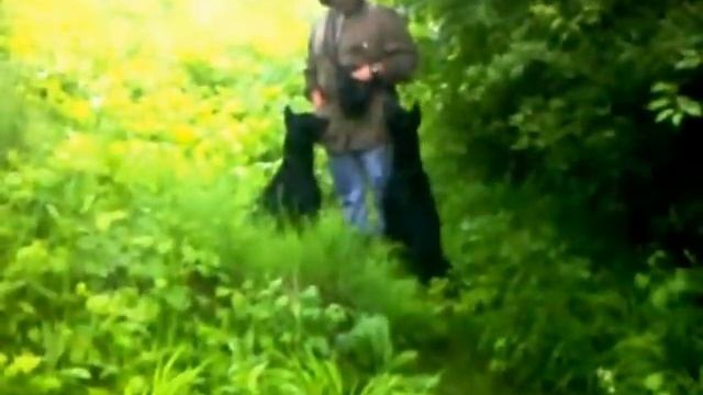 Почти лес смотреть онлайн