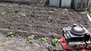 тарпан с роторными окучниками.