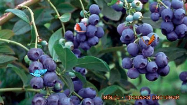 Голубика высокорослая Блюголд (bluegold) ? обзор: как сажать, саженцы голубики Блюголд