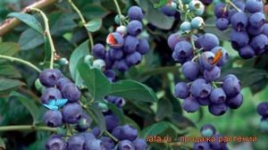 Голубика высокорослая Блюголд (bluegold) ? обзор: как сажать, саженцы голубики Блюголд