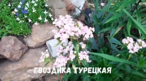 Клумбы непрерывного цветения| Часть 1