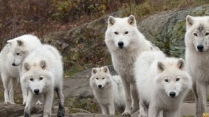 Серый Волк против Полярного Волка КТО ПОБЕДИТ?