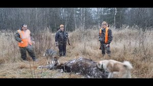 Загонная охота на лося с лайками