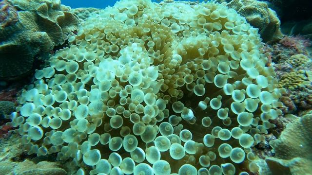 Необычный куст актинии смотреть онлайн