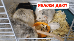 ЯБЛОКИ ДАЮТ | КРЫСЫ В ЭФИРЕ