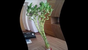 Бамбук уход.Бамбук комнатный уход