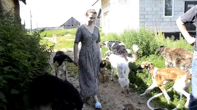 Борзо-двор.Питомник русских псовых борзых.