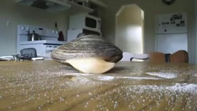 Моллюск и соль