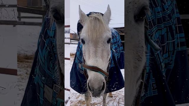 Девочки. Кукла и Мальта