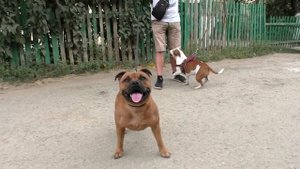Английские стаффордширские бультерьеры Буч и Пеппи. English Staffordshire Bull Terriers.