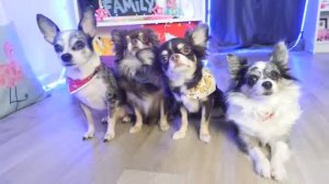 ВОЛШЕБНЫЕ ПИТОМЦЫ В ОПАСНОСТИ