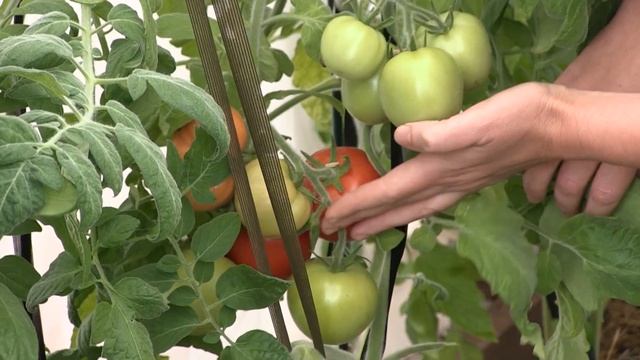 Усадьба: «Фитоаптека с Мариной Рыкалиной»