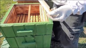 Заселяем ЯПОНСКИЙ улей. Выезжаем на рапс.
