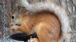 Как белка меняет шубку\How a squirrel changes a fur coat