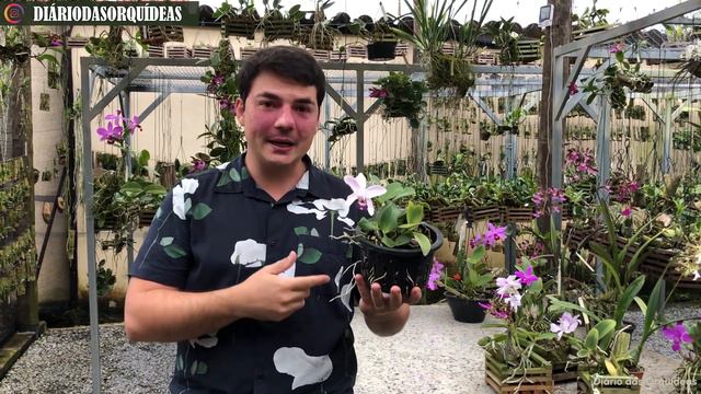 COMO CULTIVAR C.VIOLÁCEA смотреть онлайн