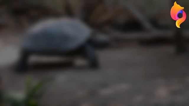 tortoise [ENG SUB/CC] смотреть онлайн