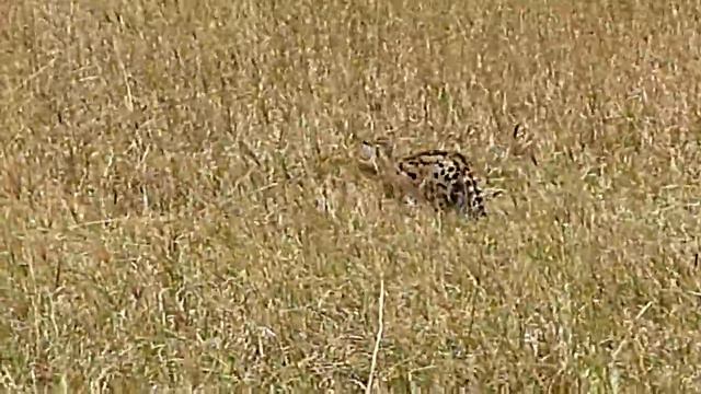 Serval s'enfuyant dans la savane смотреть онлайн