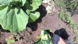 Капуста пекинская зацвела,что делать?