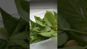 Уход за виноградной улиткой