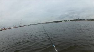 на ОТВОДНОЙ  поводок на ФИНСКОМ заливе .ОКТЯБРЬ.