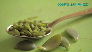 ✔ Многие Имеют Дома ДЕНЕЖНОЕ ДЕРЕВО, Даже не Догадываясь Какую Пользу Оно Несёт ? Вся ПОЛЬЗА и ВРЕД