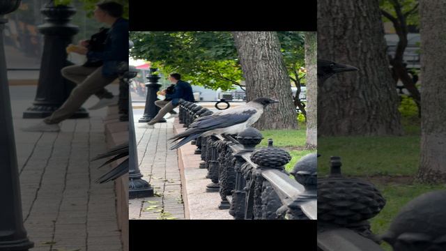 Итальянская, Санкт-Петербург