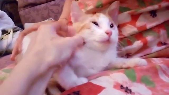 Китайский котёнок смотреть онлайн