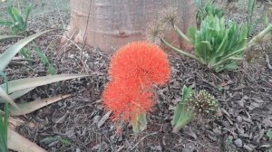 Spotlight Scadoxus multiflorus subsp. multiflorus