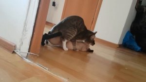 Кот ПОЖИРАЕТ КОШКУ 18+