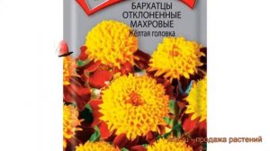 Бархатцы отклоненный Желтая головка ? обзор: как сажать, семена бархатцев Желтая головка