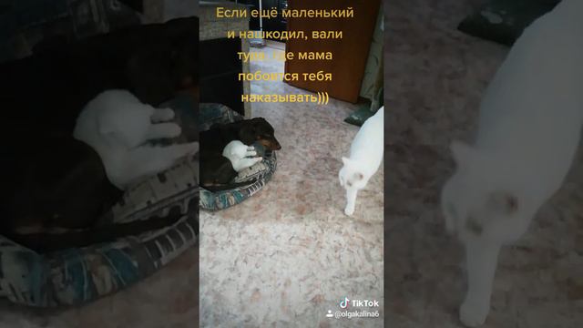 Котенок и такса