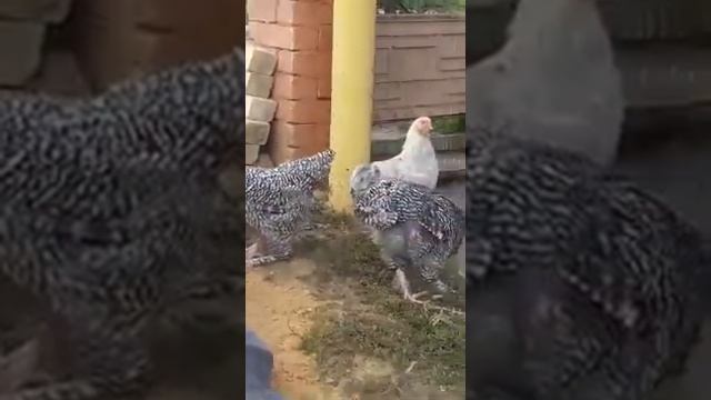 Петушки Мехеленской кукушки индейкоголовой и обычной мехеленской кукушки и брама изабель. смотреть онлайн