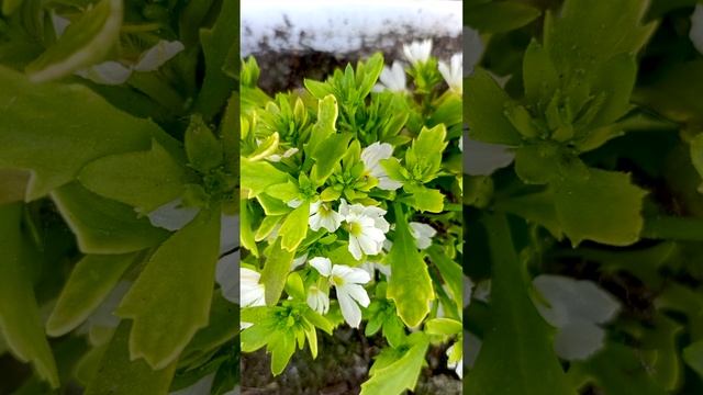 Сцевола - Вайт Тач (TOUCH WHITE).?