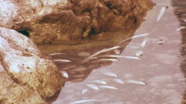 Поетска антологија - Ефтим Клетников, Окото на Темниот смотреть онлайн