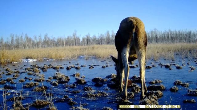 Фотоловушка на полгода Результат