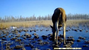 Фотоловушка на полгода Результат
