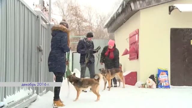 СОЮЗ ВОЛОНТЕРОВ РЕУТОВА ПРОВОДИТ АКЦИЮ "ПРОТЯНИ ЛАПУ ПОМОЩИ" 21.11.2017 смотреть онлайн