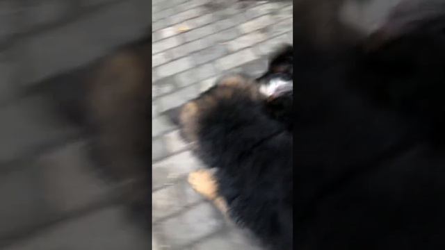 Я так и не поняла зачем им всем тот кусок трубы 😂 смотреть онлайн